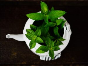 Peppermint 8 Effective Home Remedies To Get Rid Of Cough