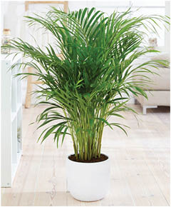 Areca Palm, plants for a happier office