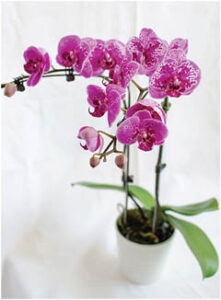 Orchid, plants for a happier office