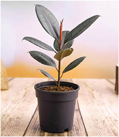 Rubber Plant, plants for a happier office