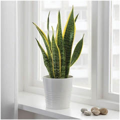 Snake Plant, plants for a happier office