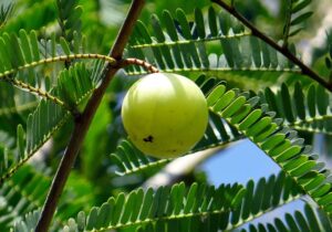 Amla 10 Simple Home Remedies For Indigestion