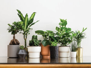 Keep A Few Plants, Home Office Productivity Tips