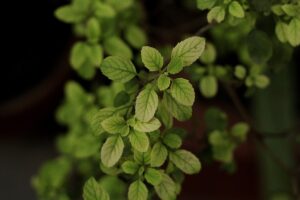 Tulsi Leaves 10 Simple Home Remedies For Indigestion