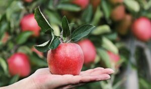 Apples, Nine Home Remedies To Cure Food-Borne Illnesses